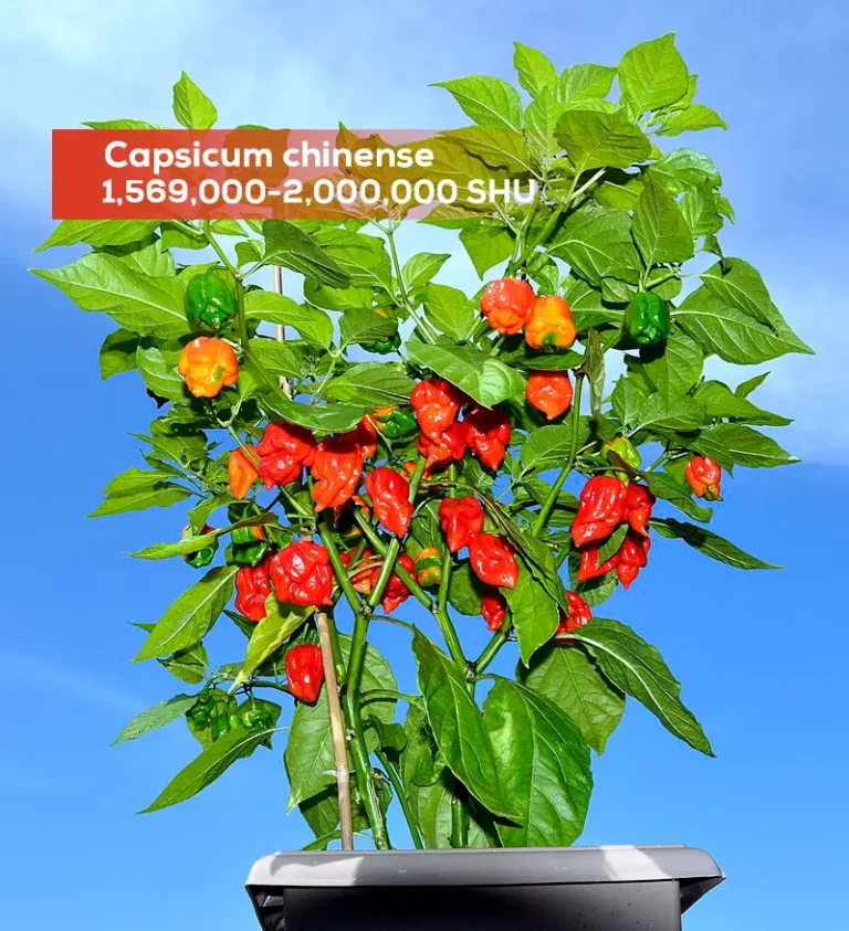 Planta de Carolina Reaper