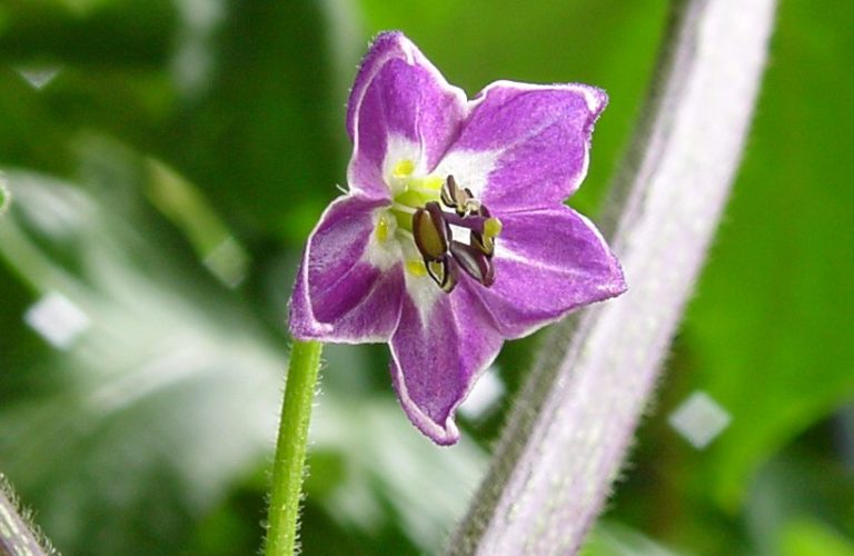 Capsicum pubescens: Explorando el Ají Rocoto - Chili Lovers
