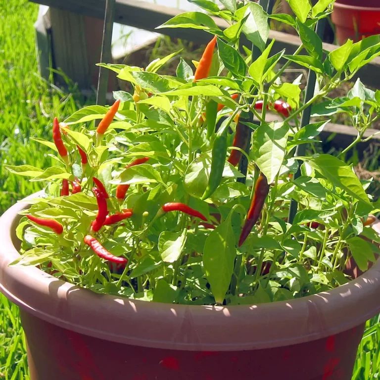 Planta de Chile Piri Piri